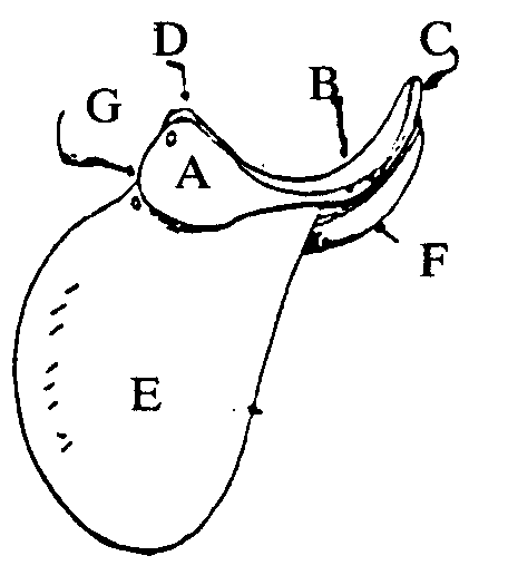 A-Skirt; B-Seat; C-Cantle; D-Pommel; E-Saddle flap; F-Panel;G-Stirrup or (under skirt)
