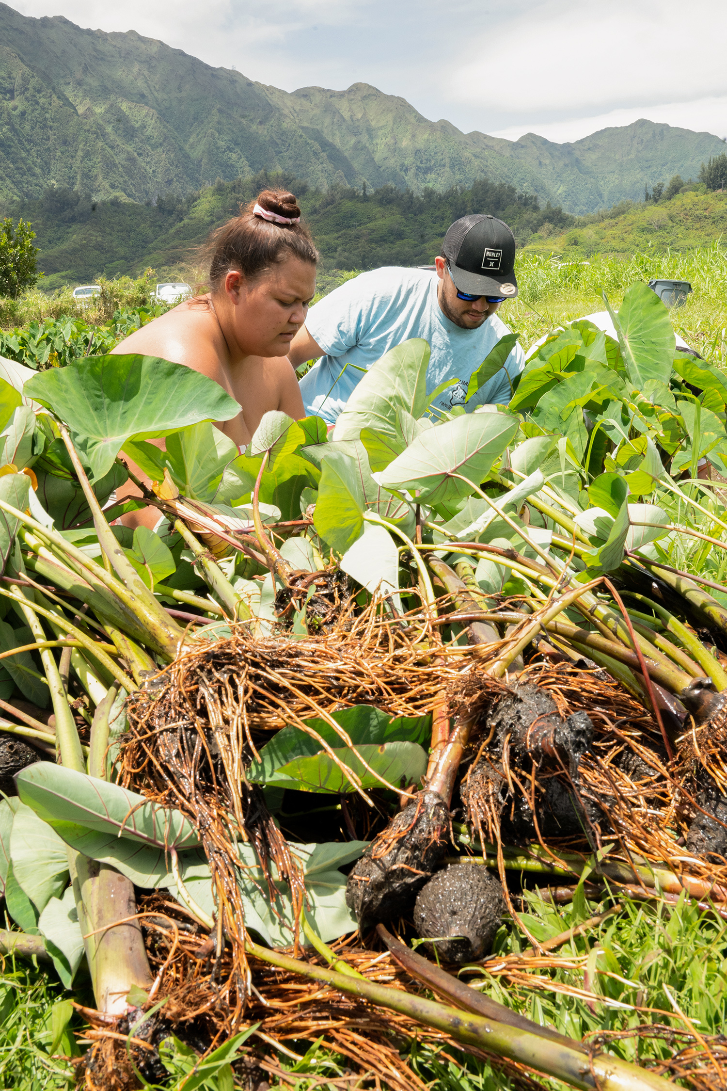 A photograph of several taro plants lying in the foreground while a woman and man are pictured in the background.