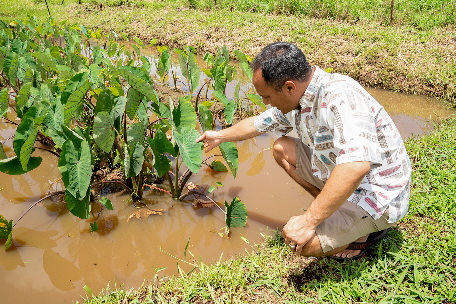 A man kneels next to an aquacultured taro field inspecting the large green leaves of the plant. 