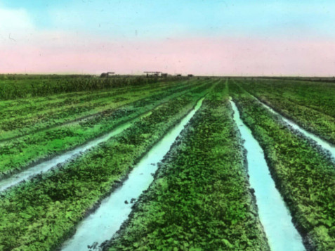 Image: Crops being irrigated in the California Imperial Valley, circa 1919.