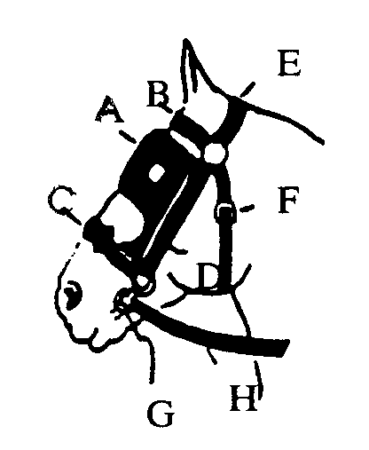 A-Blinker; B-Brow band; C-Nose band; D-Check-strap; E-Head-strap;F-Throatlatch; G-Cheek strap; H-Bit
