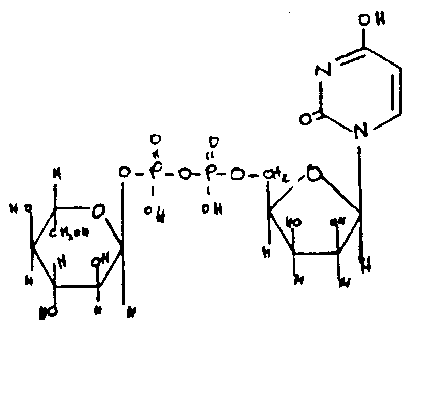 uridine diphosphate glucose
